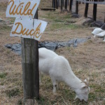 小さな森の喫茶店　レストラン　ワイルドダック - 元々は焼肉屋としてオープンし,現在は丸太小屋カフェとして営業中のレストラン ワイルドダック。 