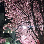文明堂カフェ - COREDO室町2の裏の通りは、河津桜？が街路樹で綺麗です。