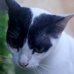 Sun Flower Restaurant - 