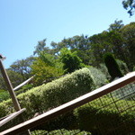 RED HILL CHEESE - テラスの気持ちいいこと（＾＾