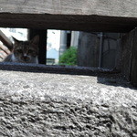 うどん屋麺之介 - ちょっとお気に入りの写真が撮れた♪