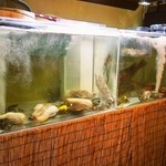 施家菜 - 水槽には活魚が一杯