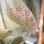 施家菜 - 水槽の中で最も高価な「鼠ハタ」は1匹8～10万円もするそうな