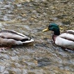 Mexican Dining AVOCADO  - 