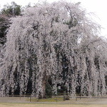 菓子工房 アンシャンテ - 栄福寺のしだれ桜