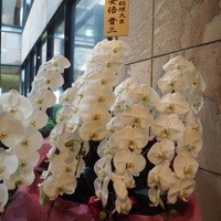 横浜 星のなる木 - 