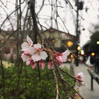 京都牛懐石 稲吉 - 桜の向こうにあるお店