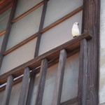 ネコノテパン工場 - お店の上に小鳥ちゃん発見♪見つけられるかなぁ～♪