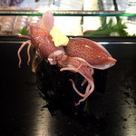龍寿司 - ほたるイカ