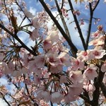 食堂 松月 - 桜ＵＰ