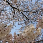 食堂 松月 - 岩上神社 桜ＵＰ