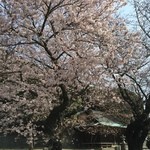 食堂 松月 - 形原 岩上神社の桜