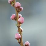 いりむら - 向島（むかふじま）の櫻花（さくら）
