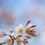 いりむら - 向島（むかふじま）の櫻花（さくら）