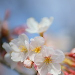 いりむら - 向島（むかふじま）の櫻花（さくら）