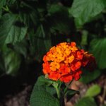 ルカ・ヴェヌス - 庭の花