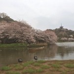 待春軒 - 桜も満開になっています