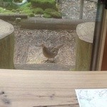 山小屋　佐藤 - 窓のすぐ外に野生の雉さん