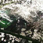 Tori Tetsu - 2016の夜桜