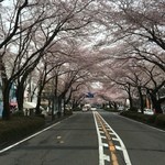 Aian - 桜が満開   相模原市役所通り   正に桜のトンネルや〜！