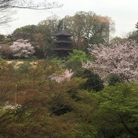 イル・テアトロ - ▪️春 花見シーズン。椿山荘の日本庭園も程よいサクラ色の配色です。
