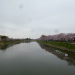 大勝軒 - '16/04/02 古利根川沿いの桜‥あいにく曇天