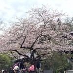 海光庵 - H28.04.02 寺内の桜 見頃