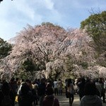 六義園 心泉亭 - 有名なしだれ桜