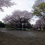 馬事公苑 売店 - 満開ですがあいにくの曇天（2016 桜まつり）