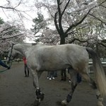 馬事公苑 売店 - （2016 桜まつり）