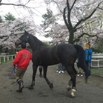 馬事公苑 売店 - （2016 桜まつり）