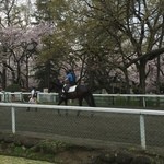 馬事公苑 売店 - （2016 桜まつり）