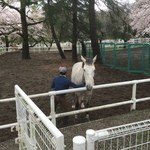 馬事公苑 売店 - ブレザー号 10歳 セン馬、父INDORADE×母NATHALIE（2016 桜まつり）