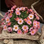 印度料理シタール - お店入り口右の飾られた☆Welcome　flower