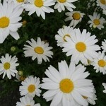 印度料理シタール - お店に向かう途中に見つけたかわいいお花♪