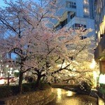 Qu'il fait bon - 木屋町通り沿いの桜