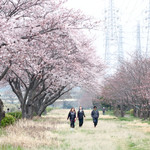 天つるり - 花見川 千本桜公園