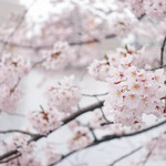 Gensen Youshoku Sakurai - 桜