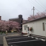 ひだりうま - 川沿いには桜の木