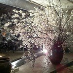 Nagi - 店前の桜