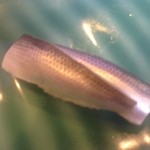 鮨処切通 - 2016年3月：小肌