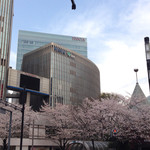 Nihonshu Baru Nomae - 数寄屋橋交差点の桜
