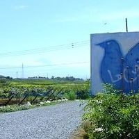 キュイエット - ピカソ　青い鳩