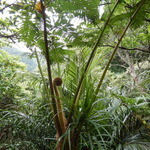 森の賢者 - オオタニワタリ