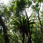 森の賢者 - オオタニワタリ