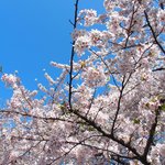 スゥリル - 目黒川の快晴で満開の美しく降り注ぐ見事な桜です