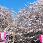 スゥリル - 目黒川の快晴で満開の美しく降り注ぐ見事な桜です