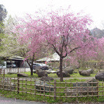 日本の里 風布館 - 庭園風の駐車場も