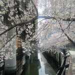 タリーズコーヒー - ガーデンエアタワー沿いの桜と神田川