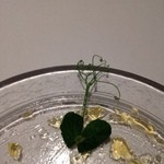 Point - 素敵な野菜